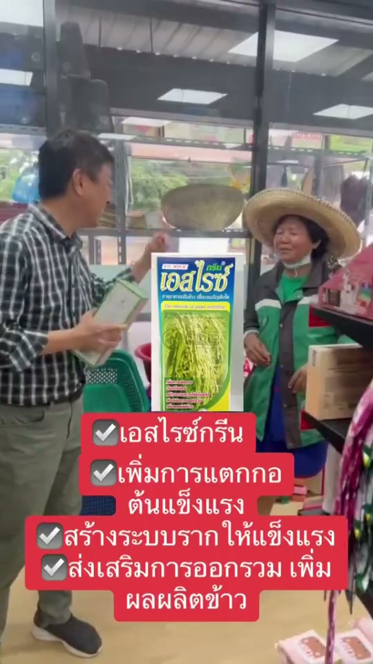 เอสไรซ์กรีน ต้นแข็งแรง เพิ่มการแตกกอ